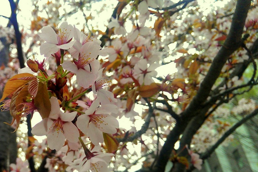 立命館の桜